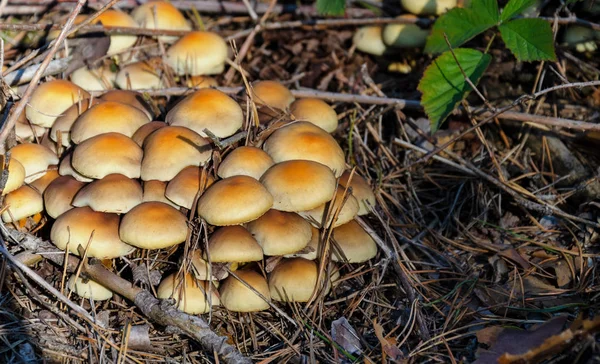 Família de cogumelos que crescem em uma floresta — Fotografia de Stock