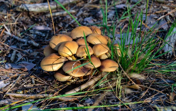 Família de cogumelos que crescem em uma floresta — Fotografia de Stock