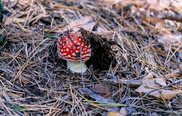 Ядовитый гриб в красной шапке, муха агарическая — стоковое фото