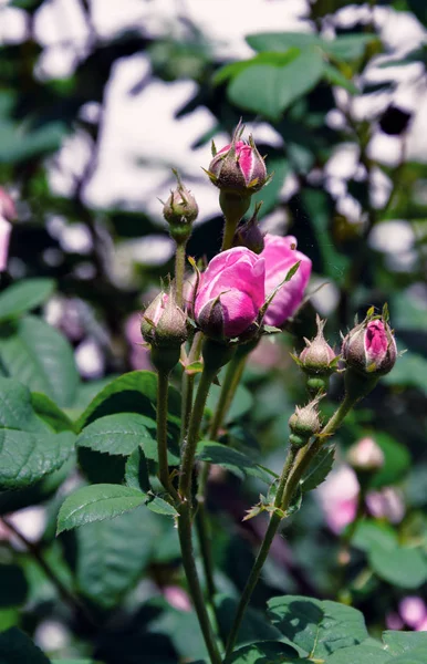 A nyári kert gyönyörű Rózsa — Stock Fotó