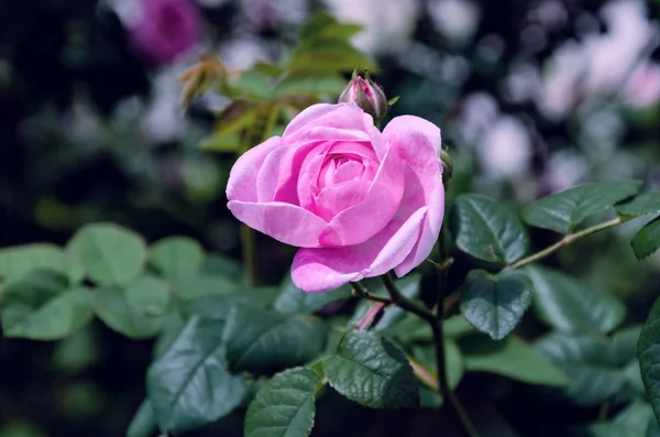 Mooie roze roos in een zomertuin — Stockfoto