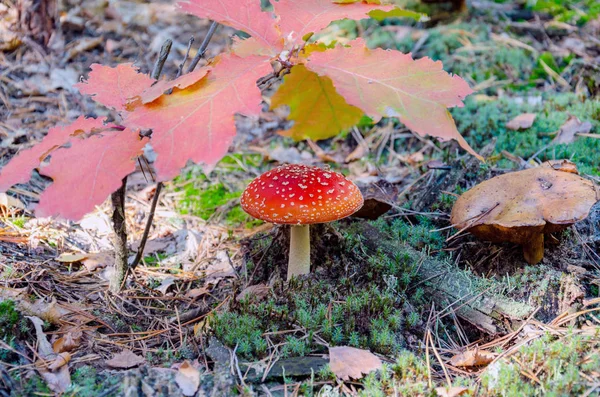 Poisonous mushroom with a red cap, fly agaric — Stock Photo, Image