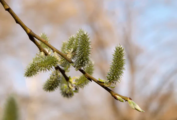 Зелені сережки на гілці дерева в сонячний весняний день — стокове фото