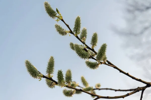 Green earrings on a tree branch on a sunny spring day — Stock Photo, Image