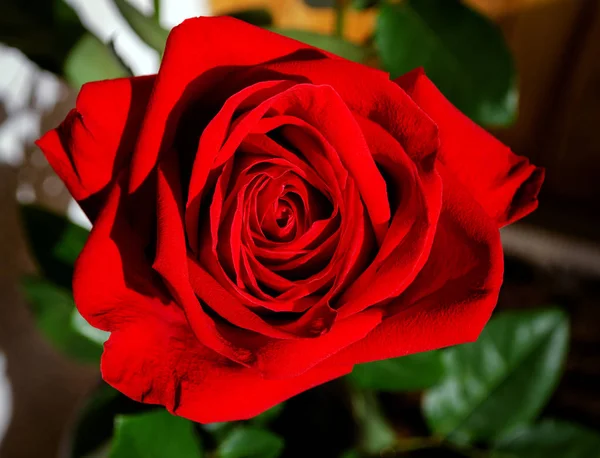 Red rose flower Royalty Free Stock Images