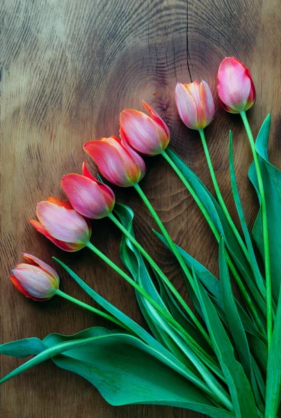 Fleurs rouges d'une tulipe de jardin — Photo