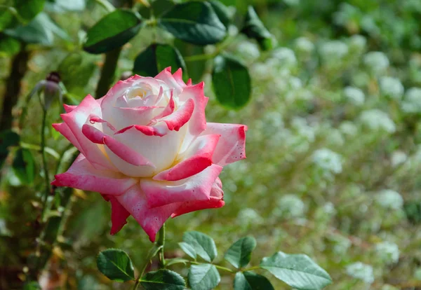 Rosenblüte im Garten auf einem Hintergrund aus grünen Blättern — Stockfoto