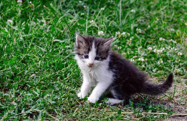 Kitten  on the green gras — Stock Photo, Image