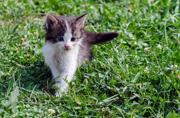 그린 그라스에 새끼 고양이 — 스톡 사진