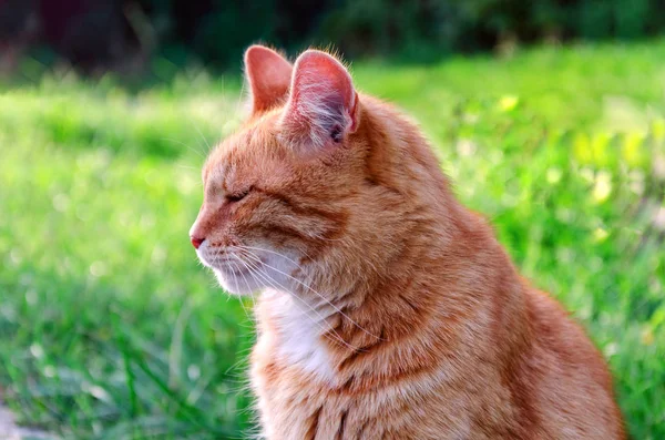 Rød kat sidder på græsset - Stock-foto