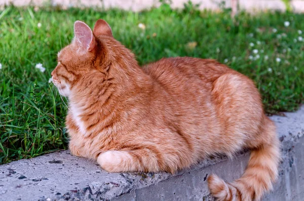 잔디에 앉아 빨간 고양이 — 스톡 사진