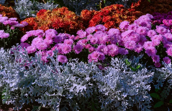 Virágágyások krizantém virágokkal — Stock Fotó