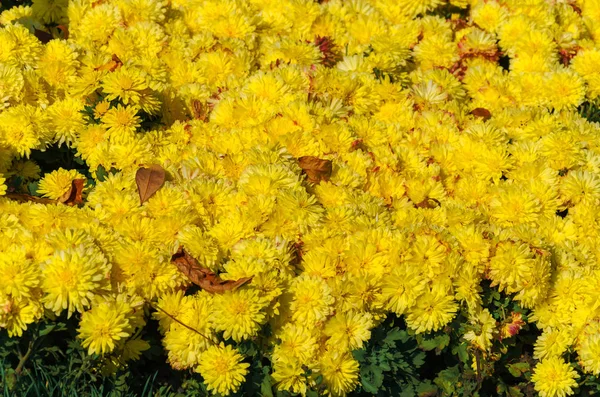 Flower bed with chrysanthemum flowers — Stock Photo, Image