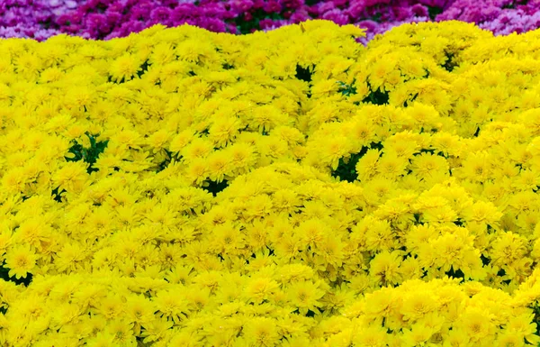 Lit de fleurs avec fleurs de chrysanthème — Photo