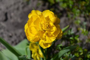 lale çiçeği, yeşil yaprakları ile sarı,