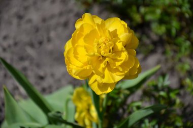 lale çiçeği, yeşil yaprakları ile sarı,