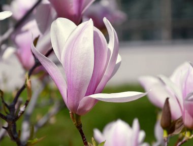 manolya çiçeği, büyük kokulu çiçekler ile ağaç dalları