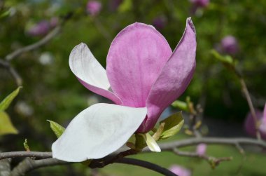 manolya çiçeği, büyük kokulu çiçekler ile ağaç dalları