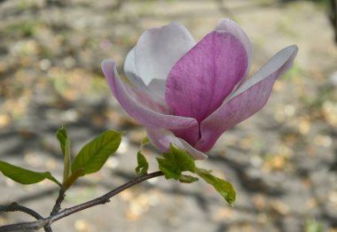 manolya çiçeği, büyük kokulu çiçekler ile ağaç dalları