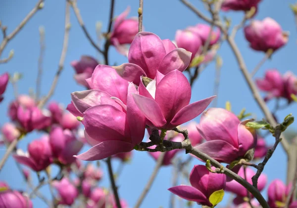 マグノリアの花、大きな香りの花を持つ木の枝 — ストック写真