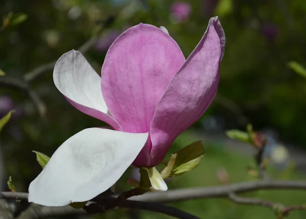 マグノリアの花、大きな香りの花を持つ木の枝 — ストック写真