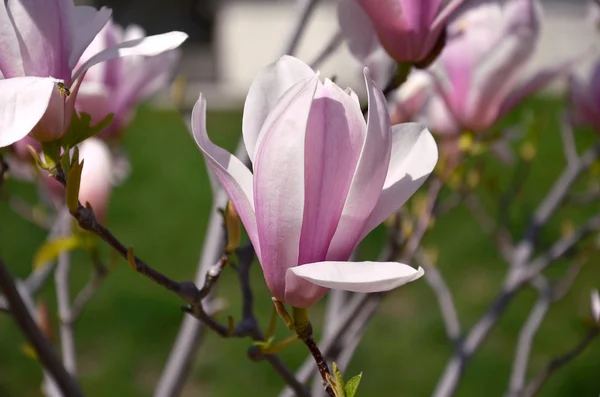 Flor de magnolia, ramas de árboles con grandes flores fragantes — Foto de Stock