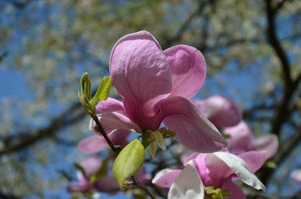 マグノリアの花、大きな香りの花を持つ木の枝 — ストック写真