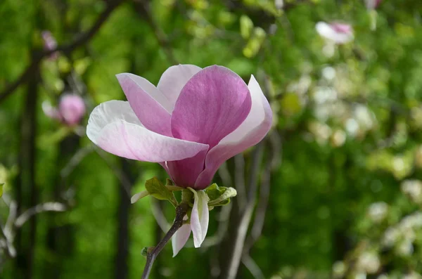 マグノリアの花、大きな香りの花を持つ木の枝 — ストック写真