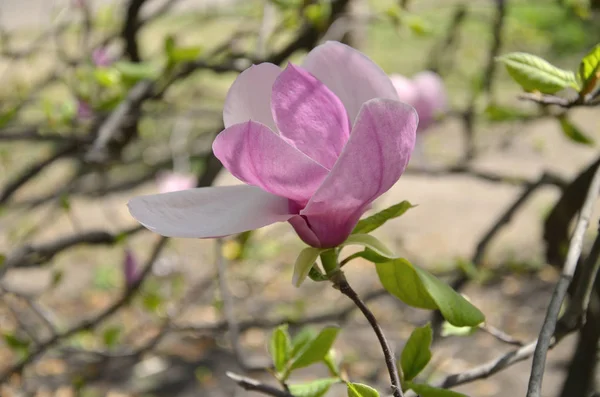 manolya çiçeği, büyük kokulu çiçekler ile ağaç dalları