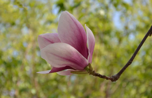 Magnolia bloem, boomtakken met grote geurende bloemen — Stockfoto