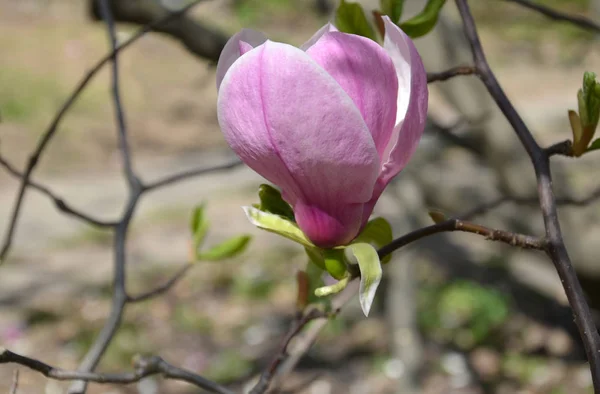 Magnolia fleur, branches d'arbre avec de grandes fleurs parfumées — Photo