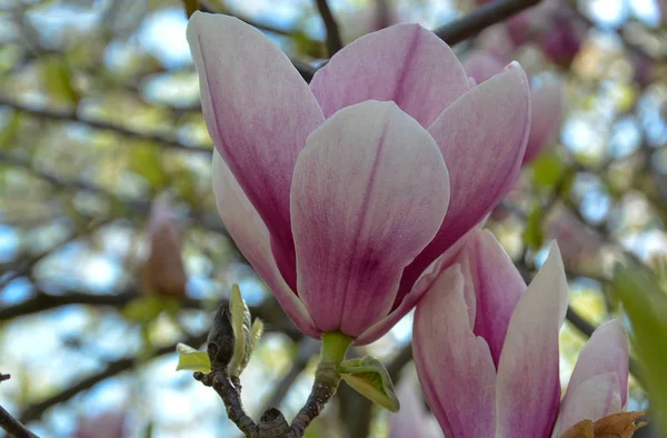 Manolya çiçeği, büyük kokulu çiçekler ile ağaç dalları — Stok fotoğraf