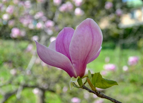 マグノリアの花、大きな香りの花を持つ木の枝 — ストック写真