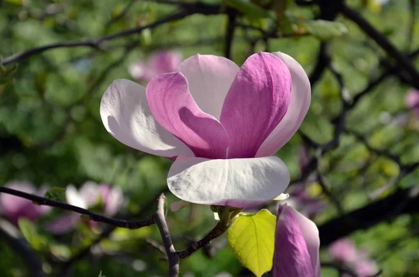 Flor de magnolia, ramas de árboles con grandes flores fragantes — Foto de Stock