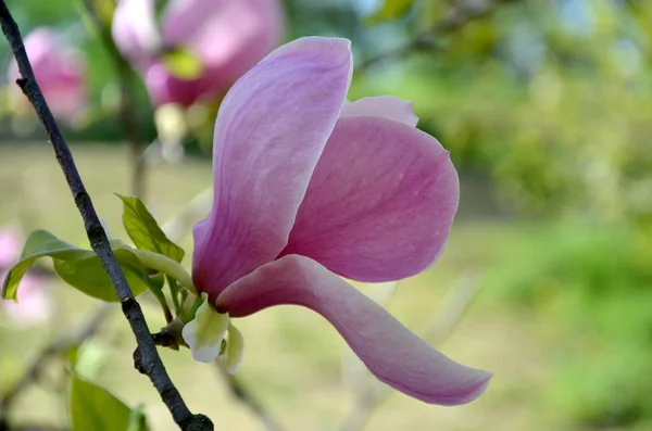 Flor de magnólia, ramos de árvores com grandes flores perfumadas — Fotografia de Stock