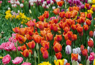 laleler, parlak güzel renk, açık alanda bahçede çiçek