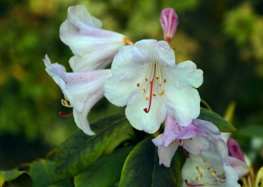 yeşil yaprakları ile çalılar üzerinde rhododendron çiçeklenme