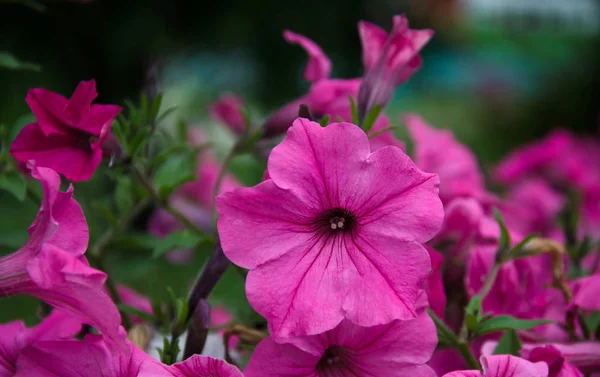 庭に咲いたペチュニア — ストック写真
