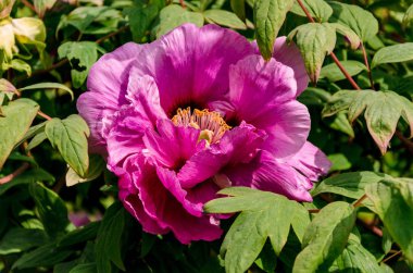 yeşil yaprakları ile bir çalı üzerinde şakayık çiçek