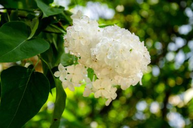 Leylak çiçeklenme, bir çalı üzerinde leylak çiçekli dalı