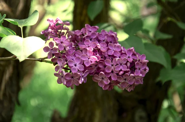 ライラックの花序、茂みにライラックの開花枝 — ストック写真