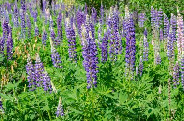 çim üzerinde çiçek açan lupine