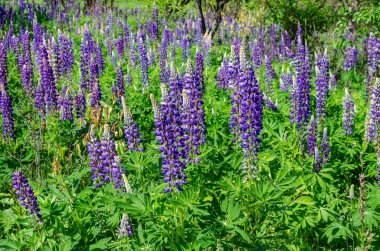 çim üzerinde çiçek açan lupine