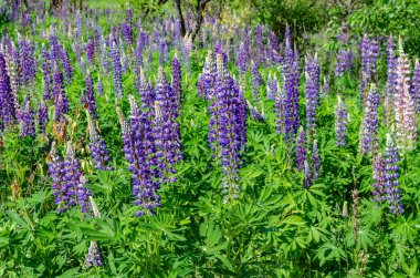 çim üzerinde çiçek açan lupine