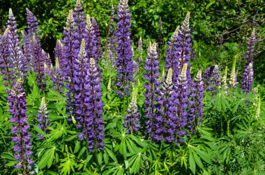 çim üzerinde çiçek açan lupine