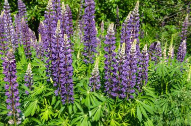 çim üzerinde çiçek açan lupine