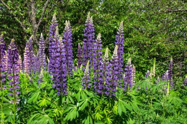 çim üzerinde çiçek açan lupine