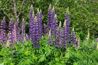 çim üzerinde çiçek açan lupine