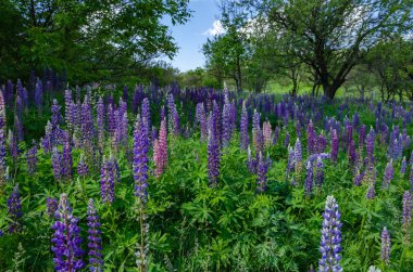 çim üzerinde çiçek açan lupine