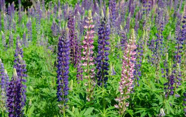 çim üzerinde çiçek açan lupine